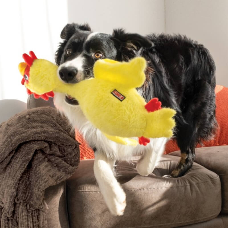 Black and white dog on couch holding a KONG Scruffs Chicken M/L toy by Kong in its mouth.