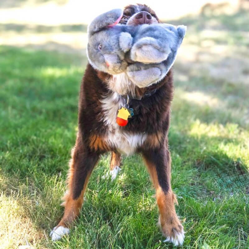 A brown dog holds a KONG Toughz Bunny Medium toy by Kong while standing on green grass.