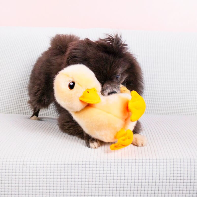 Kong KONG Toughz Duck Medium: Durable plush dog toy with orange beak, feet, and double squeaker.
