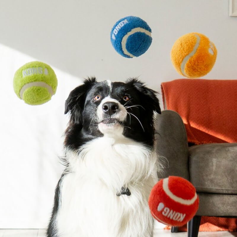 Black and white dog indoors with a Kong Sport Softies Ball Assorted Medium and tennis balls.
