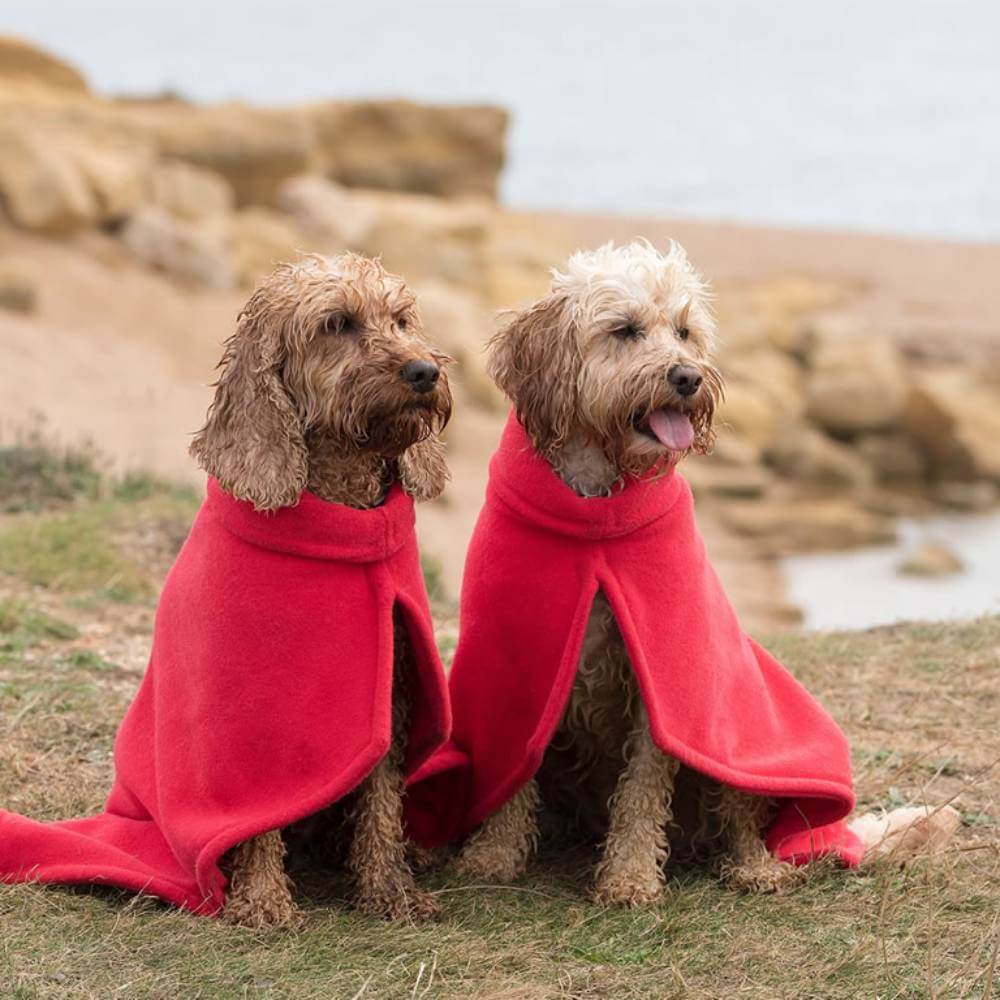 Two dogs in Trover Bone Dry Coats by Trover sit on grass near a rocky beach, gazing around.