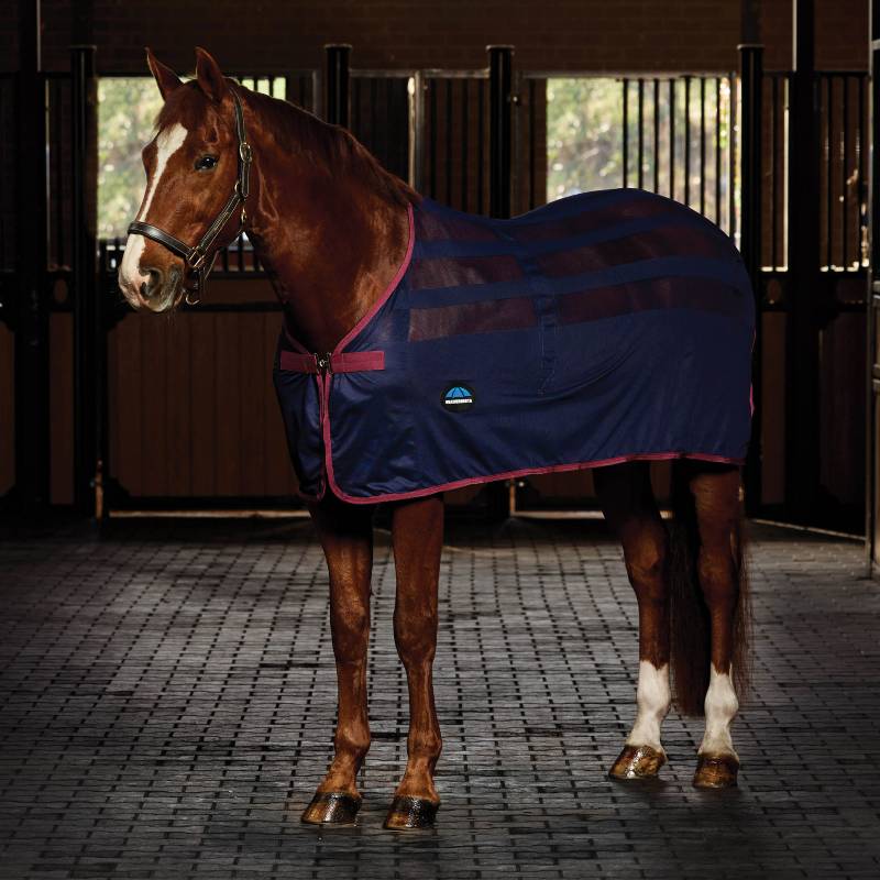 Chestnut horse wears Weatherbeeta Scrim Cooler Standard Neck Navy/Burgundy in the stable.
