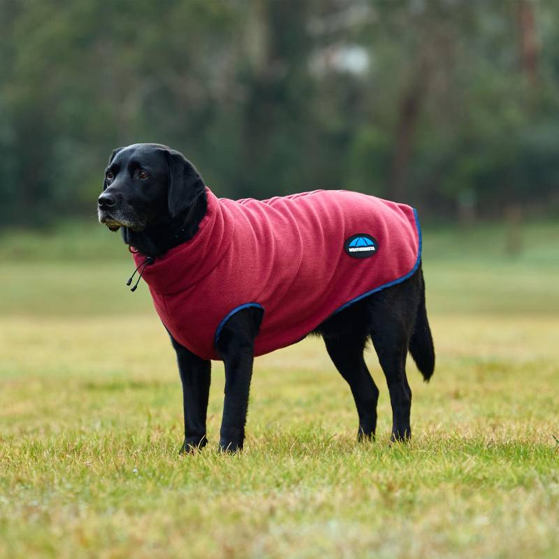 Black Labrador in a Weatherbeeta Comfitec Fleece Zip Dog Coat Burgundy/Navy on grass.