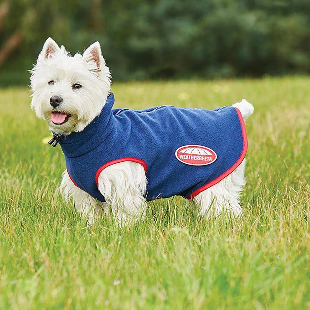 Small dog in a Weatherbeeta Comfitec Fleece Zip Dog Coat stands on grass in the park.