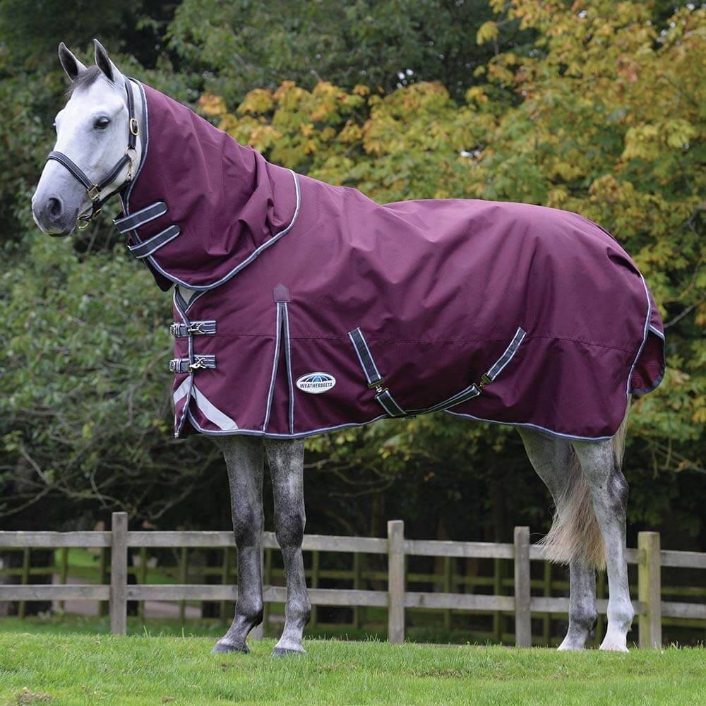 Gray horse in a Weatherbeeta Comfitec Plus Dynamic II maroon rug stands on grass by a fence.