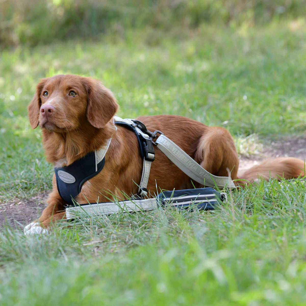 A dog with a Weatherbeeta Explorer Dog Lead Navy Medium lies on grass, looking up attentively.