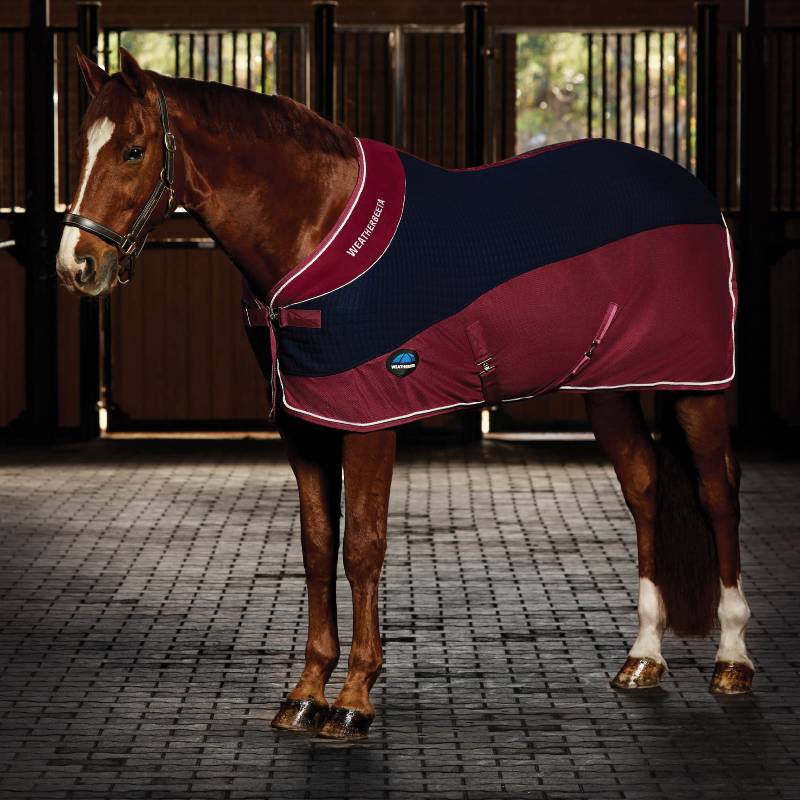 A horse in a stable wears a Weatherbeeta Thermo-Air Cooler Standard Neck Navy/Burgundy rug.