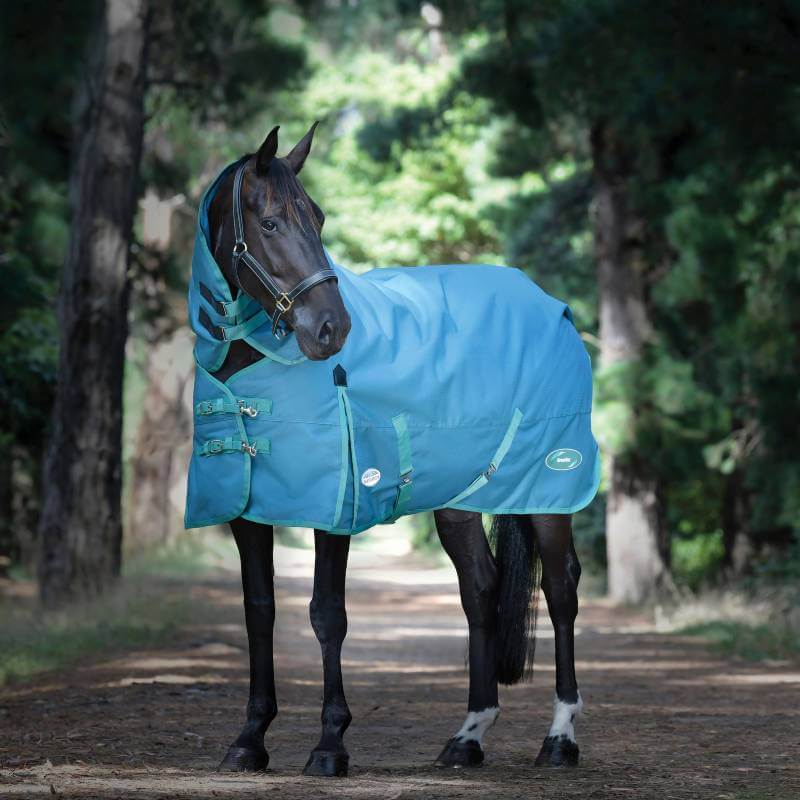 A black horse in a Weatherbeeta Green-Tec 1200D Dragonfly Blue/Bottle Green rug on a forest path.