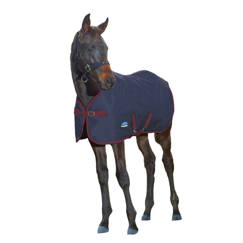 A foal stands alert in a Weatherbeeta 1200D Foal Standard Neck Medium Weight 220g rug.