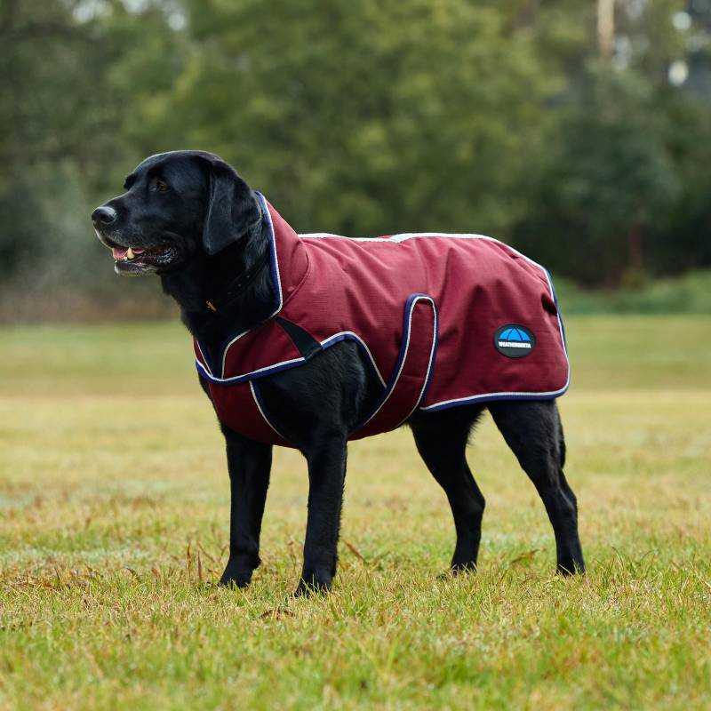 Black dog wears a Weatherbeeta burgundy/navy waterproof dog coat on grass with trees behind.