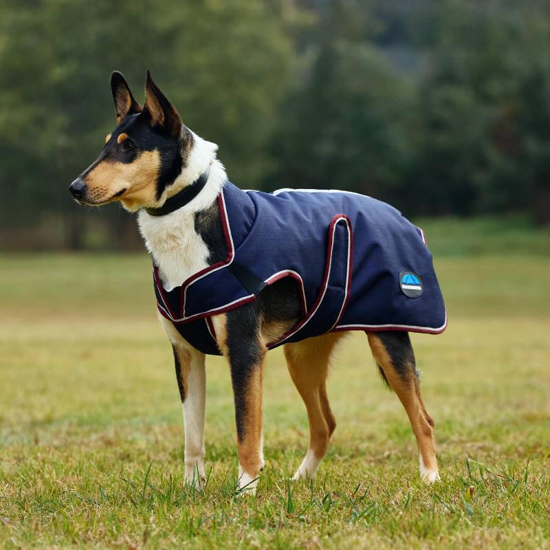 A dog wears a Weatherbeeta Comfitec Premier Deluxe navy/burgundy coat, standing on grass.