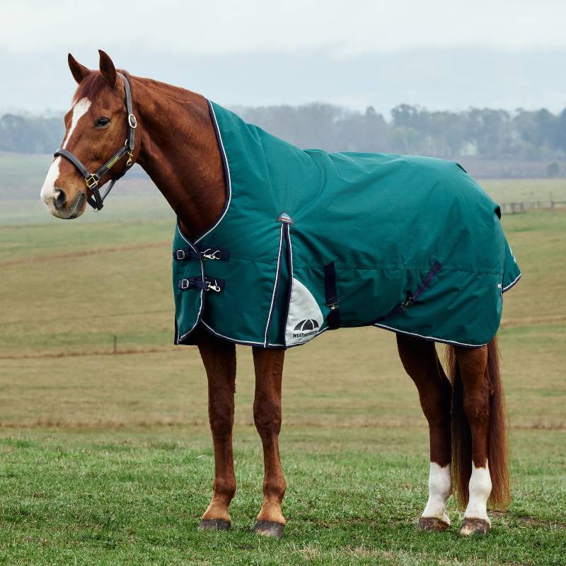 Chestnut horse wears Weatherbeeta ComFiTec Plus Dynamic Medium turnout rug on grass with field behind.