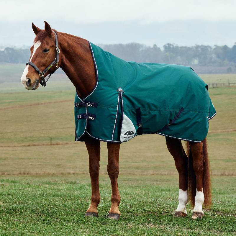 A brown horse in a Weatherbeeta Comfitec Plus Dynamic turnout rug stands on grass.