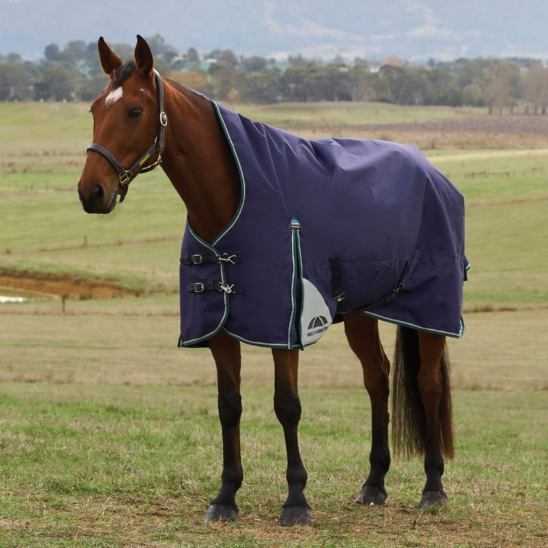 Brown horse in a Weatherbeeta Comfitec Plus Dynamic 100g turnout rug stands on grass outdoors.