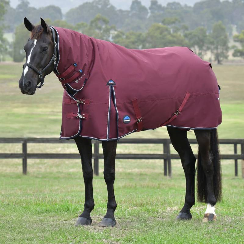 A horse in a grassy paddock wears a Weatherbeeta Burgundy/Navy turnout rug.