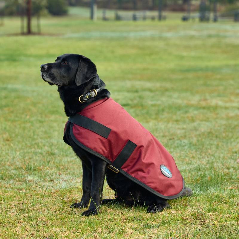 Black dog on grass in a Weatherbeeta Comfitec Classic Burgundy coat, looking to the left.