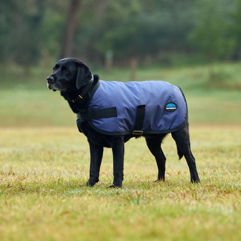 Black dog in a Weatherbeeta Comfitec Classic waterproof navy coat stands on grass outdoors.