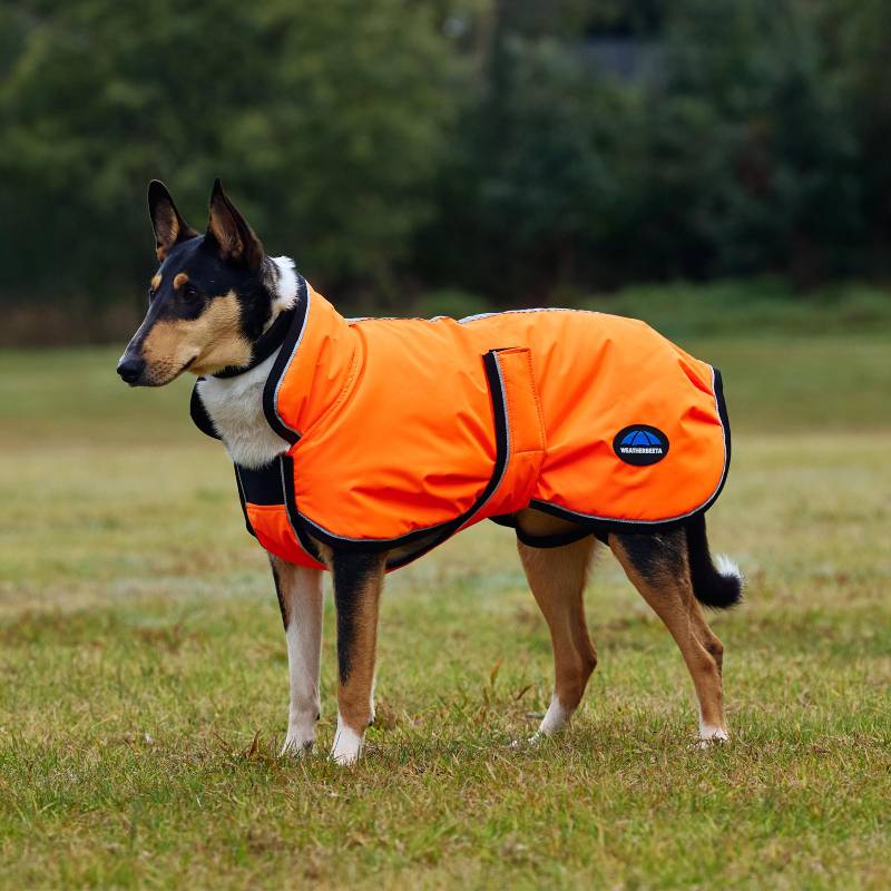 A dog wears a Weatherbeeta Comfitec Reflective Orange Dog Coat, standing on grass with trees behind.