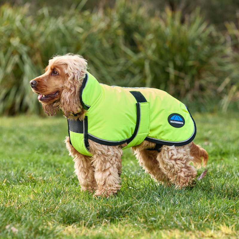 Golden dog in a Weatherbeeta Comfitec Reflective 300D Deluxe yellow coat stands on grass.