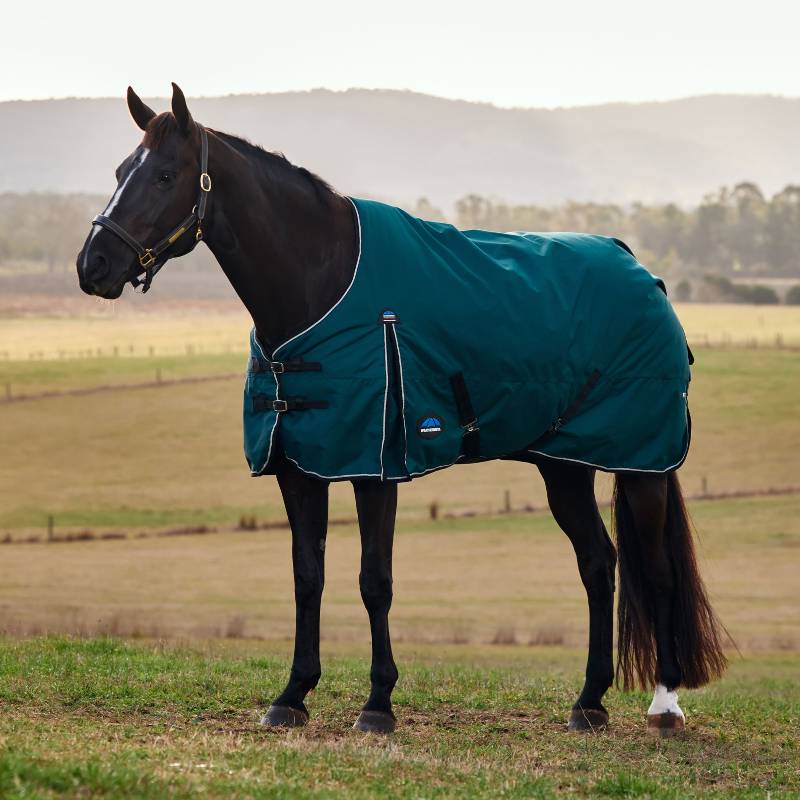 A dark horse wears a Weatherbeeta Comfitec Classic Light Weight Turnout Rug in a grassy field.