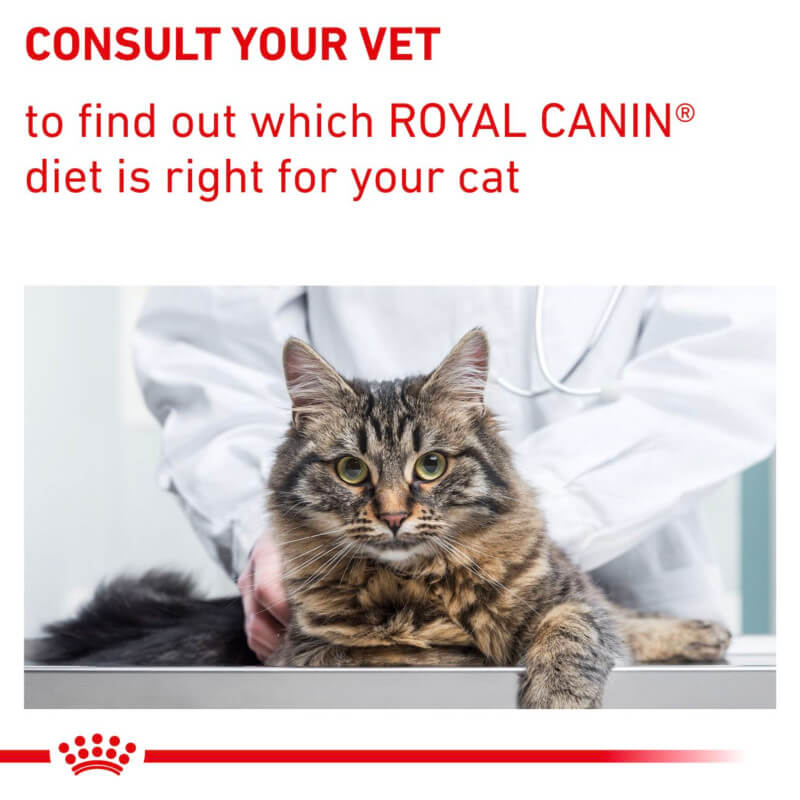 A vet examines a tabby cat with Royal Canin Veterinary Feline Dental Dry Food advice above.