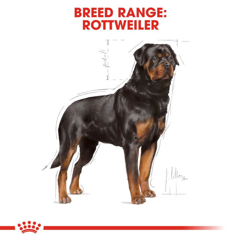 Royal Canin Rottweiler dog food supports joints and muscle maintenance for Rottweilers.