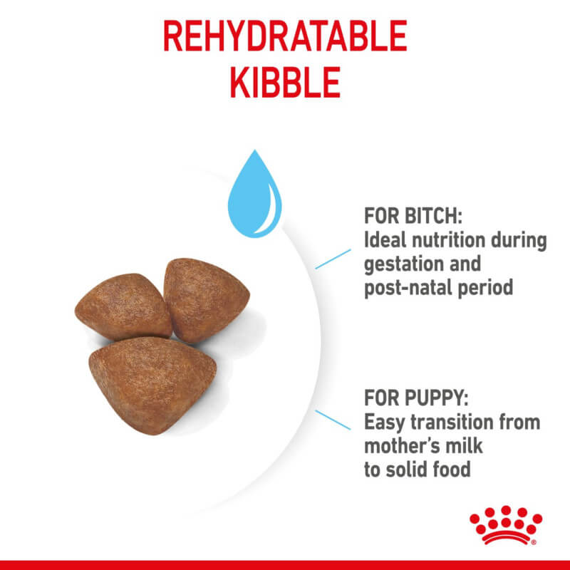 Three brown kibbles showcase Royal Canin Mini Starter’s benefits for newborn puppies.