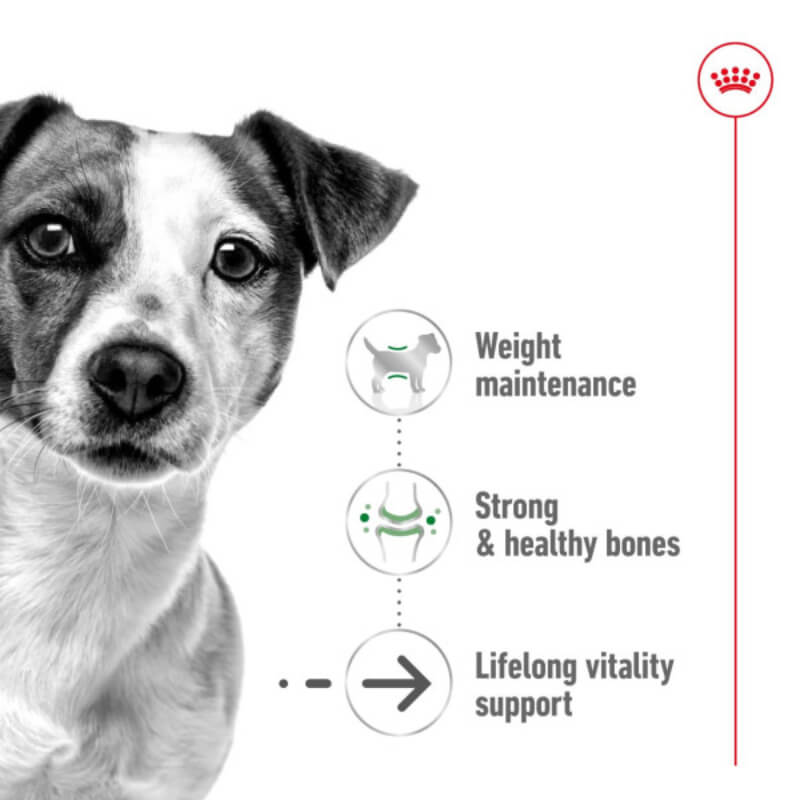Royal Canin Mini Ageing +12 1.5kg: supports healthy ageing, weight, and vitality for dogs.
