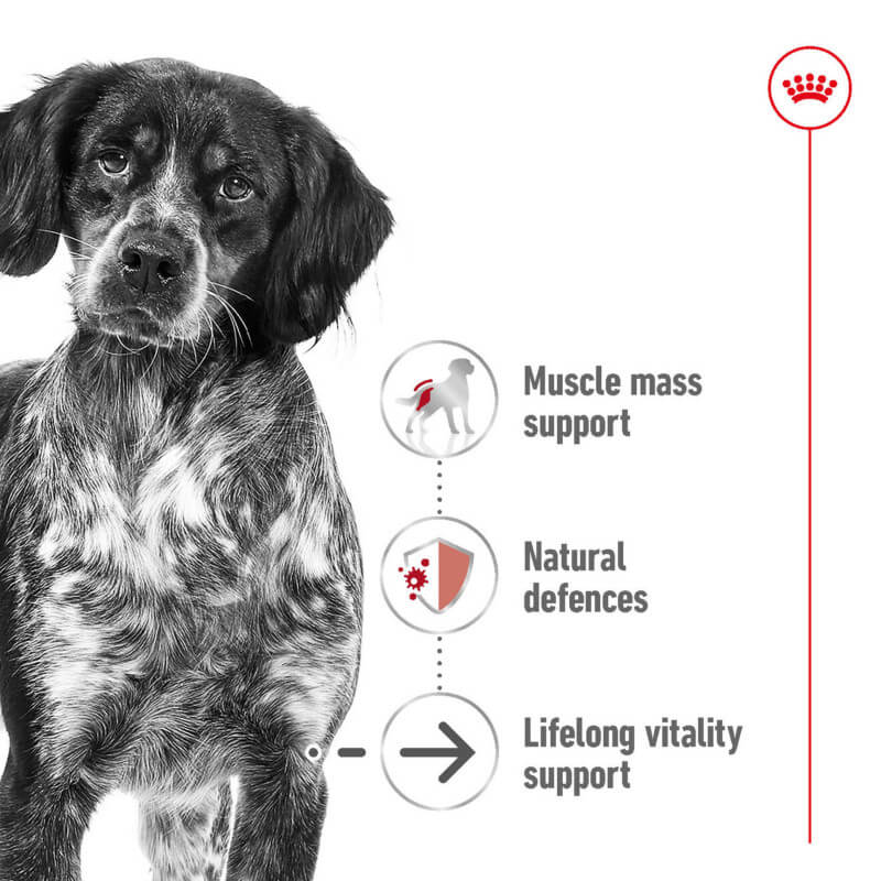 Royal Canin Medium Ageing 10+