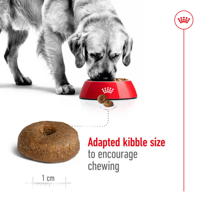 Senior large breed dog enjoying Royal Canin Maxi Ageing 8+ in a red bowl; kibble size shown.