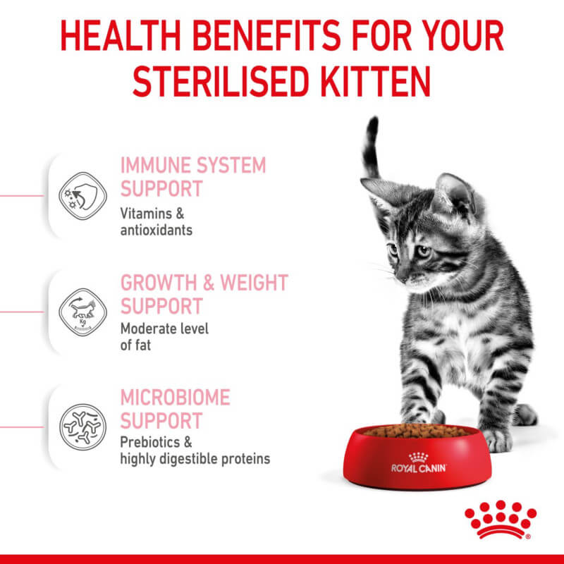 Gray tabby kitten eating Royal Canin Kitten Sterilised, ideal food for neutered kittens.