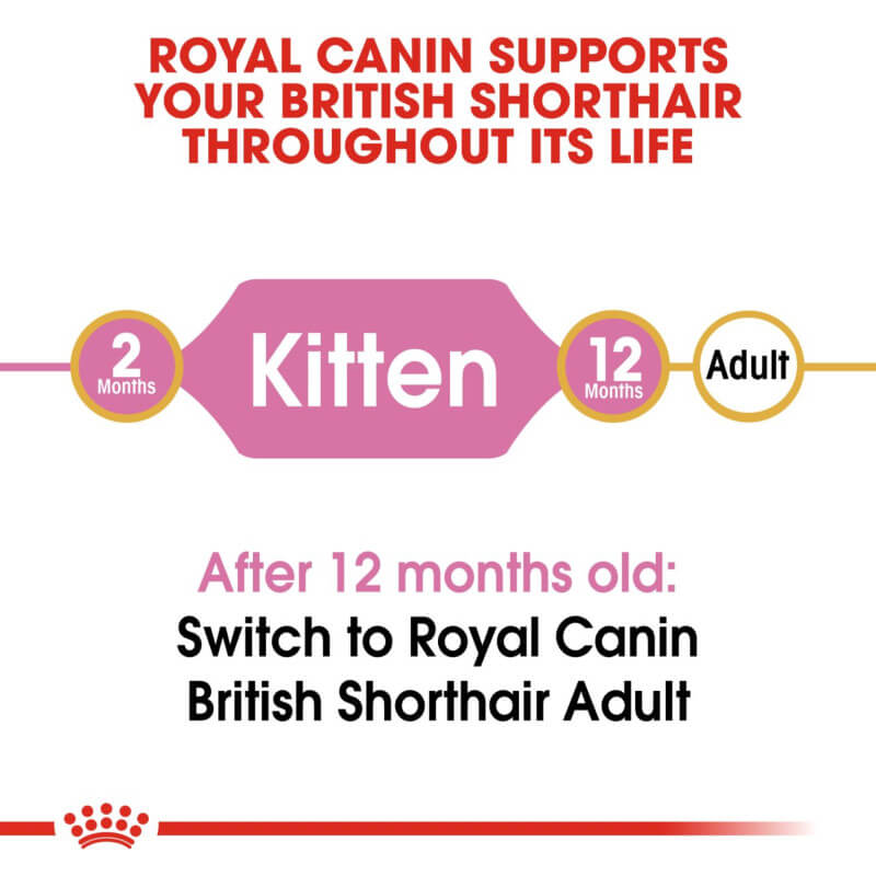 Royal Canin Kitten British Shorthair: breed-specific food guide for kittens up to 12 months.