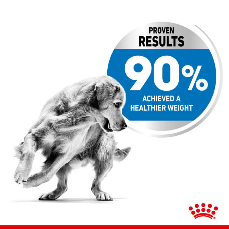 90% of Golden Retrievers reached healthier weight with Royal Canin Maxi Light Weight Care.