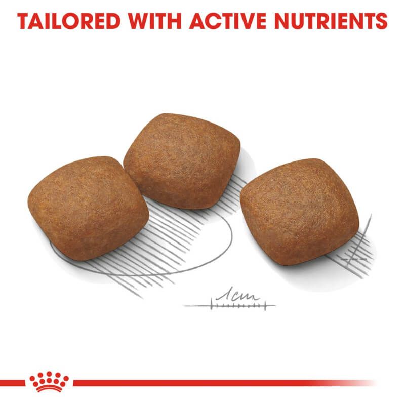 Three brown kibbles by a 1 cm scale, text: Royal Canin Maxi Joint Care for joint health support.