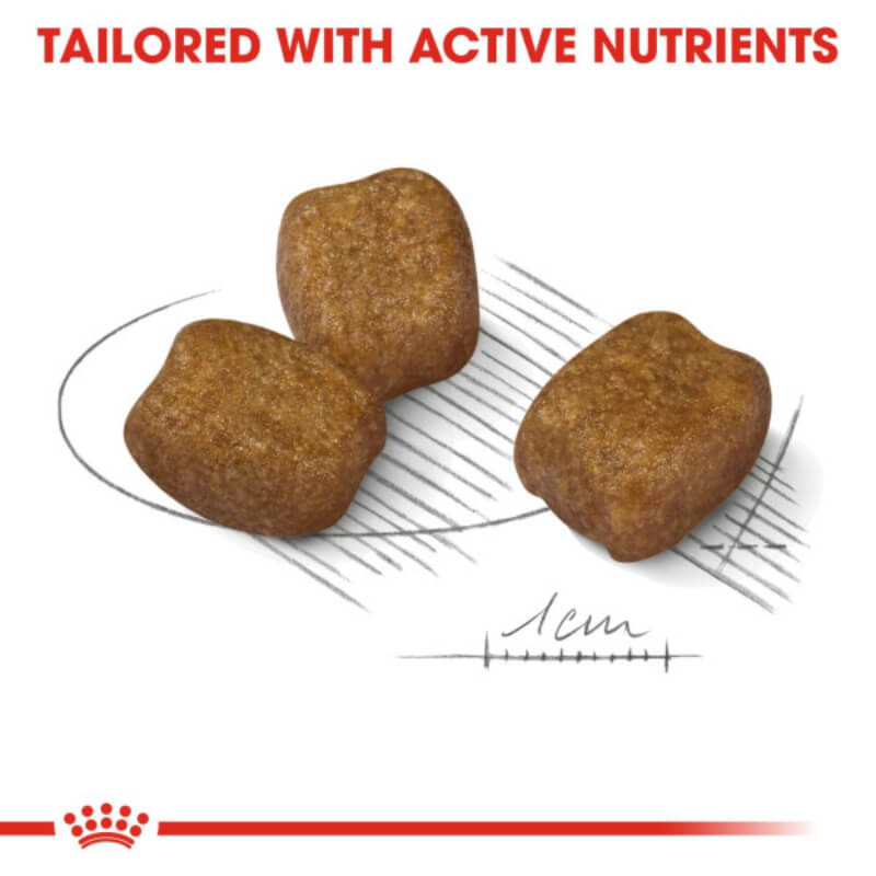 Royal Canin Mini Dental: three square brown kibbles, 1cm, for small dogs &amp; tartar reduction.