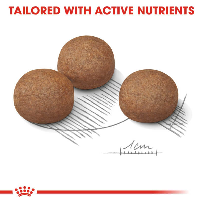 Three brown kibbles (1 cm scale), Royal Canin Maxi Digestive Care for large breeds and digestion.