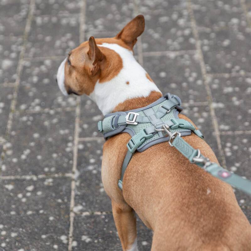 Brown and white dog in a Trixie Premium FlexMesh Harness Sage by Trixie on a paved surface.