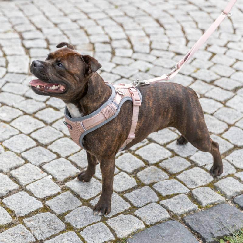 Brindle dog in Trixie Premium FlexMesh Harness Blush stands on a cobblestone path.
