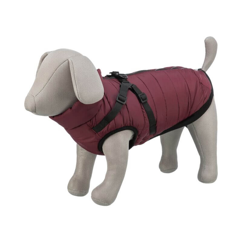 Trixie fabric dog mannequin in a Pirou Coat with Harness Sangria, black straps and buckles.