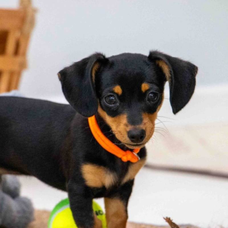 Small black and brown puppy in Ancol Soft Rope Whelping Collar stands near a yellow tennis ball.