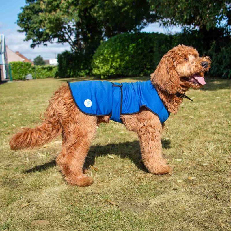 A brown dog in an Ancol Dog Cooling Coat stands on grass with its tongue out.