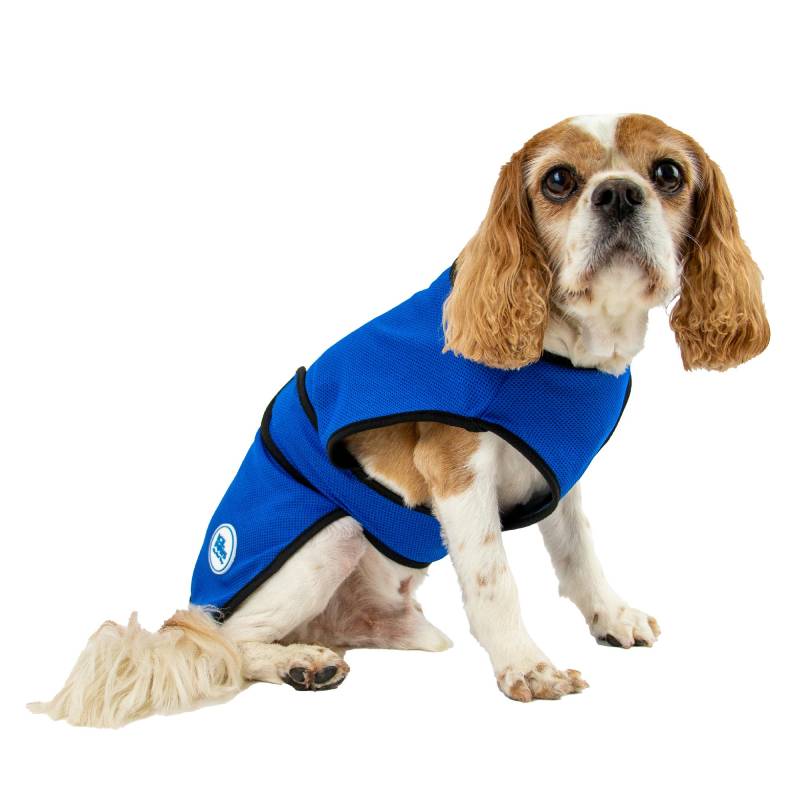 Small dog in Ancol Dog Cooling Coat sits facing forward against a white background.