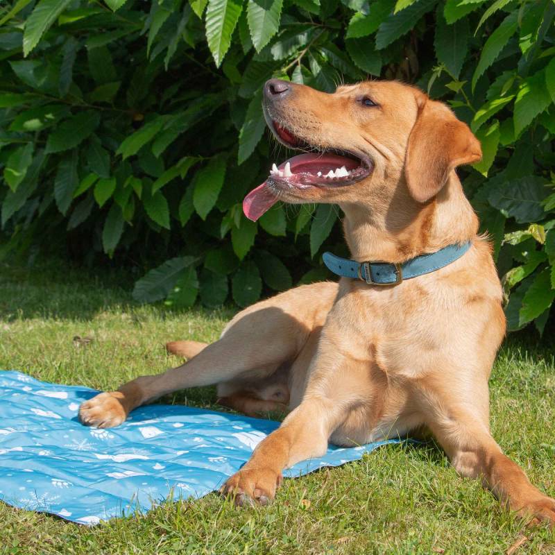 A dog sits on an Ancol Cooling Mat by Ancol with white patterns on a white background.