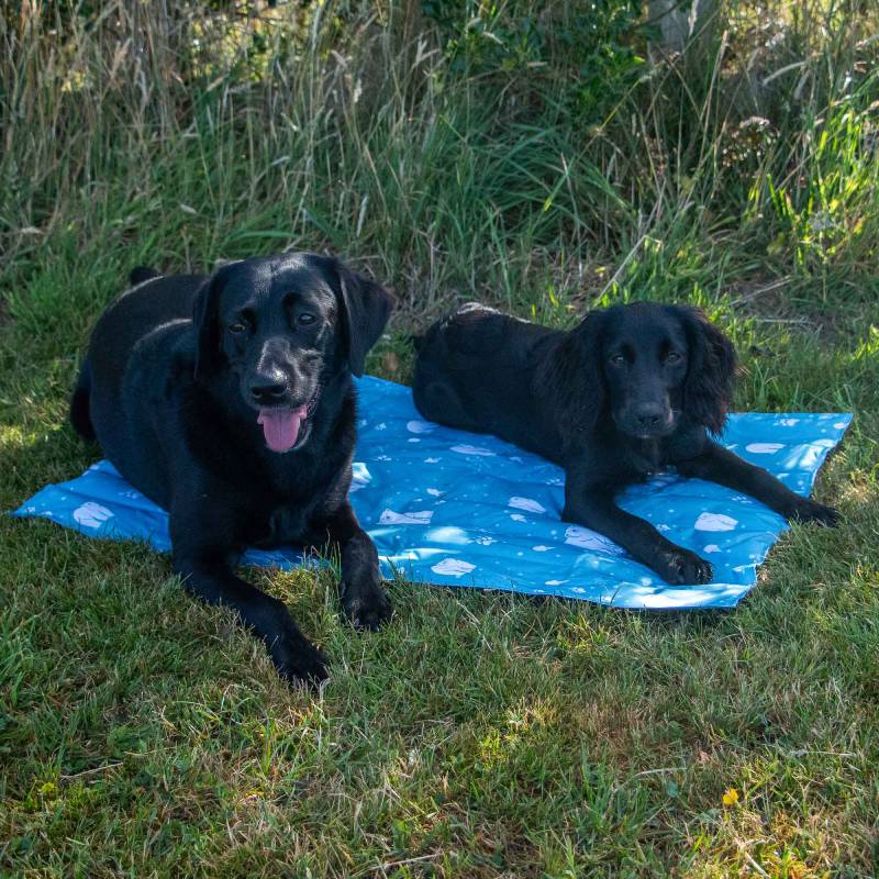 Two black dogs relax on an Ancol Cooling Mat by Ancol, lying on grass amid greenery.