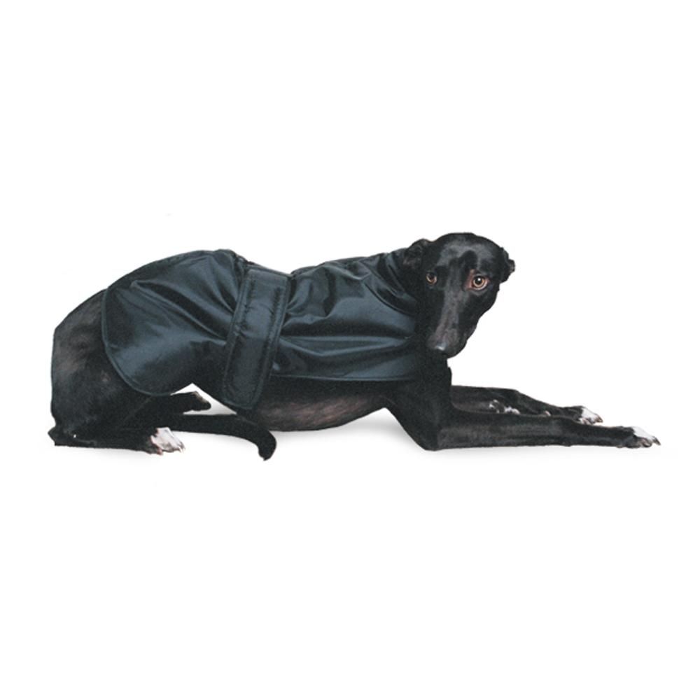 Black greyhound lying down wearing the Ancol Whippet-Greyhound Coat on a white background.