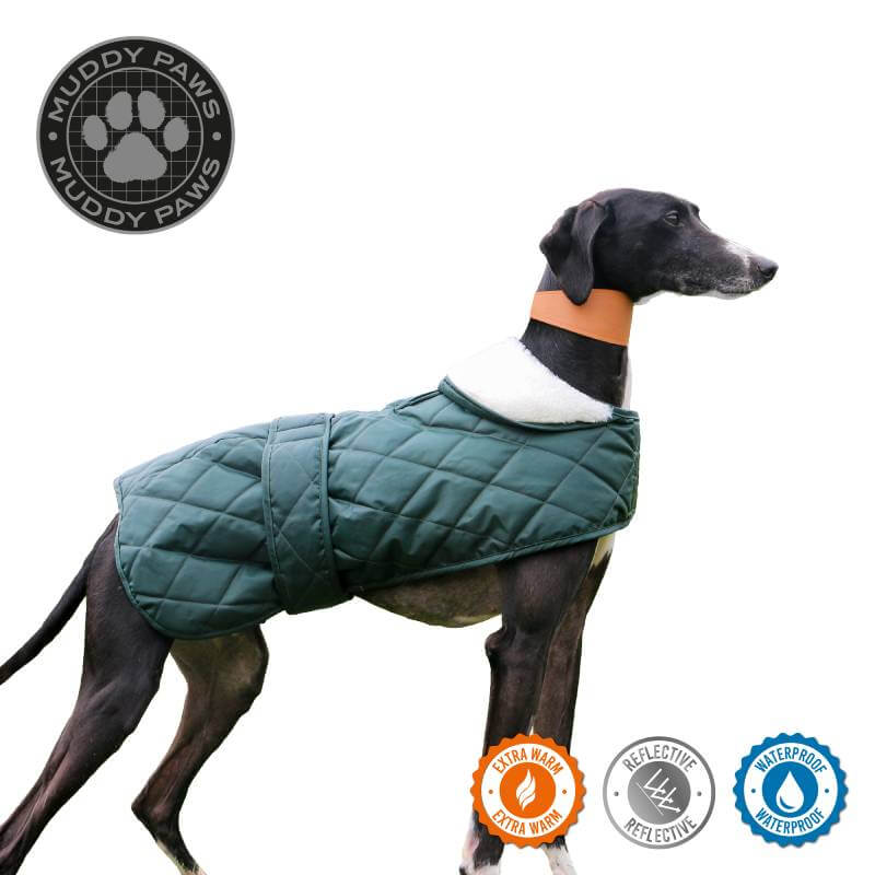 A black dog in a green Ancol Quilted Hound Coat with Muddy Paws logo and feature icons.