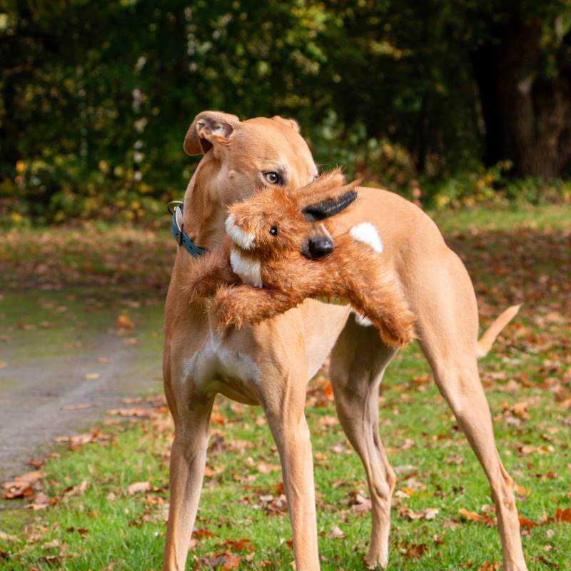 Ancol Heritage Harris Hare