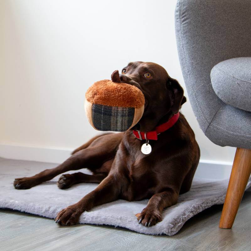 Brown dog on a rug holds Ancol Heritage Annie Acorn plush toy beside a gray chair.