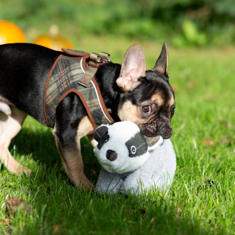 Ancol Heritage Badger plush dog toy by Ancol with grey body and white-and-black face.