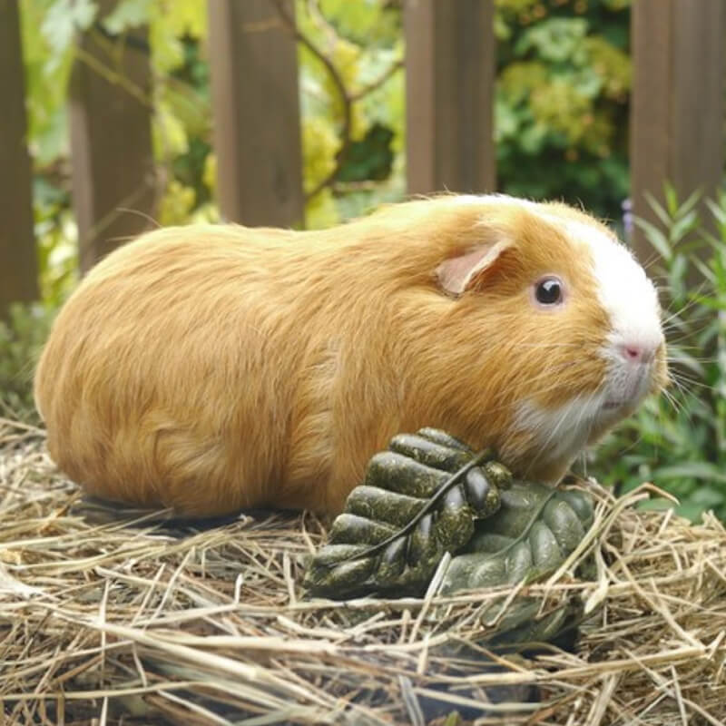 A brown and white guinea pig sits on timothy hay beside a Rosewood Veggie Burst Nibble Leaf.